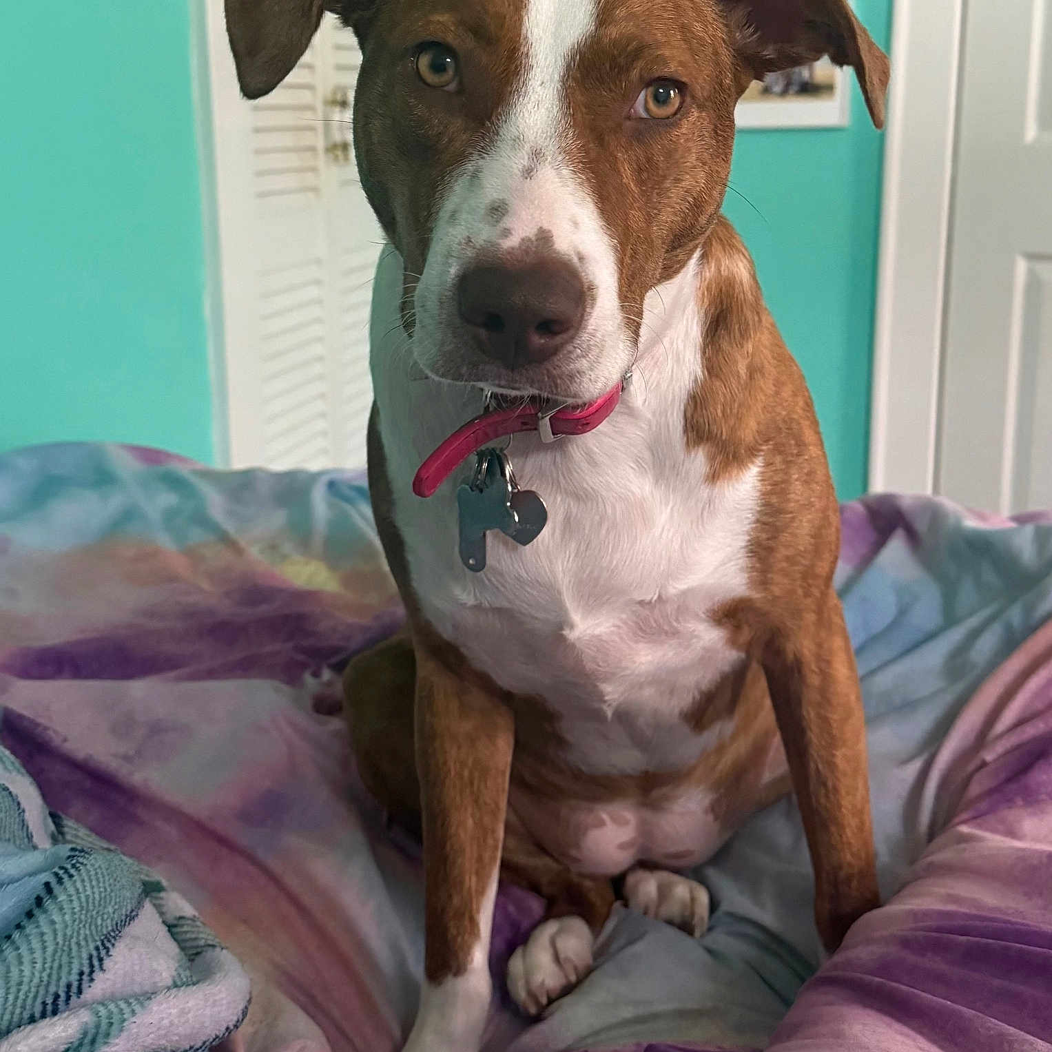 Daisy is registered to the contest to win money with this photo: animal, bed, blanket, brown_and_white, canine, collar, curious, dog, ears, eyes, fur, furniture, indoor, nose, paw, pet, photo_frames, portrait, room, wall