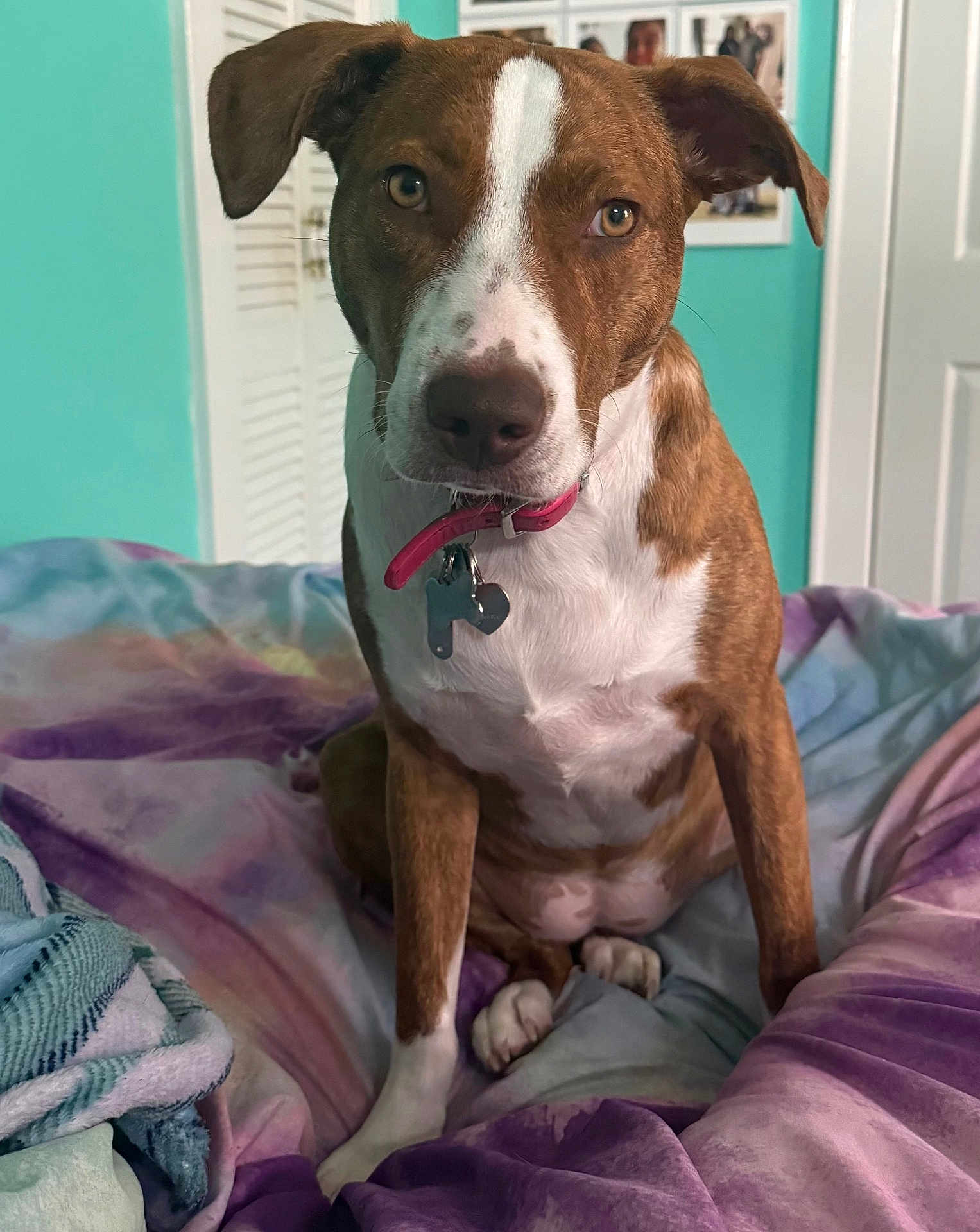 Daisy