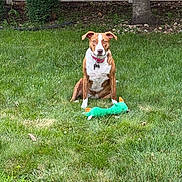 Daisy joined the competition — help win amazing prizes! dog, brown_and_white, grass, toy, plush_toy, outdoor, fence, tree, garden, pet, animal, sitting, collar, green, nature, yard, playful, canine, summer, daylight