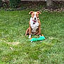 dog, brown_and_white, grass, toy, plush_toy, outdoor, fence, tree, garden, pet, animal, sitting, collar, green, nature, yard, playful, canine, summer, daylight