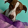Daisy is registered to the contest to win money with this photo: dog, brown, white, pet, indoor, blanket, purple, curious, closeup, face, ears, window, teal_wall, bedroom, snout, fur, animal, domestic, resting, cozy