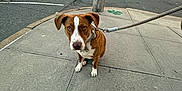 Daisy is registered to the contest to win money with this photo: dog, leash, sidewalk, urban, street, building, pavement, curious, brown_dog, white_markings, outdoor, pet, city, road, pole, sky, sunset, vehicle, parking, calm