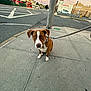 dog, leash, sidewalk, urban, street, building, pavement, curious, brown_dog, white_markings, outdoor, pet, city, road, pole, sky, sunset, vehicle, parking, calm