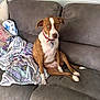 Daisy is registered to the contest to win money with this photo: dog, brown, white, collar, sitting, couch, blanket, indoor, pet, looking, fur, ears, tail, floor, pillow, relaxed, animal, home, comfort, seated