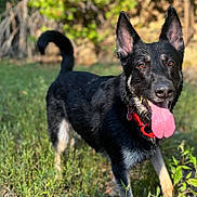 Prince joined the competition — help win amazing prizes! dog, canine, pet, outdoor, grass, nature, animal, black_and_tan, collar, tongue, ears, happy, muzzle, portrait, summer, sunlight, playful, field, fur, alert