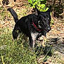Prince joined the competition — help win amazing prizes! dog, animal, outdoor, nature, grass, rocks, sunlight, red_collar, wet_fur, black_fur, tan_fur, running, pet, canine, forest, leaves, daylight, playful, energetic, wildlife