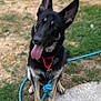 Prince is registered to the contest to win money with this photo: dog, german_shepherd, pet, animal, outdoor, grass, leash, collar, tongue_out, ears, black_and_tan, sitting, canine, friendly, cute, alert, nature, yard, playful, domestic_animal