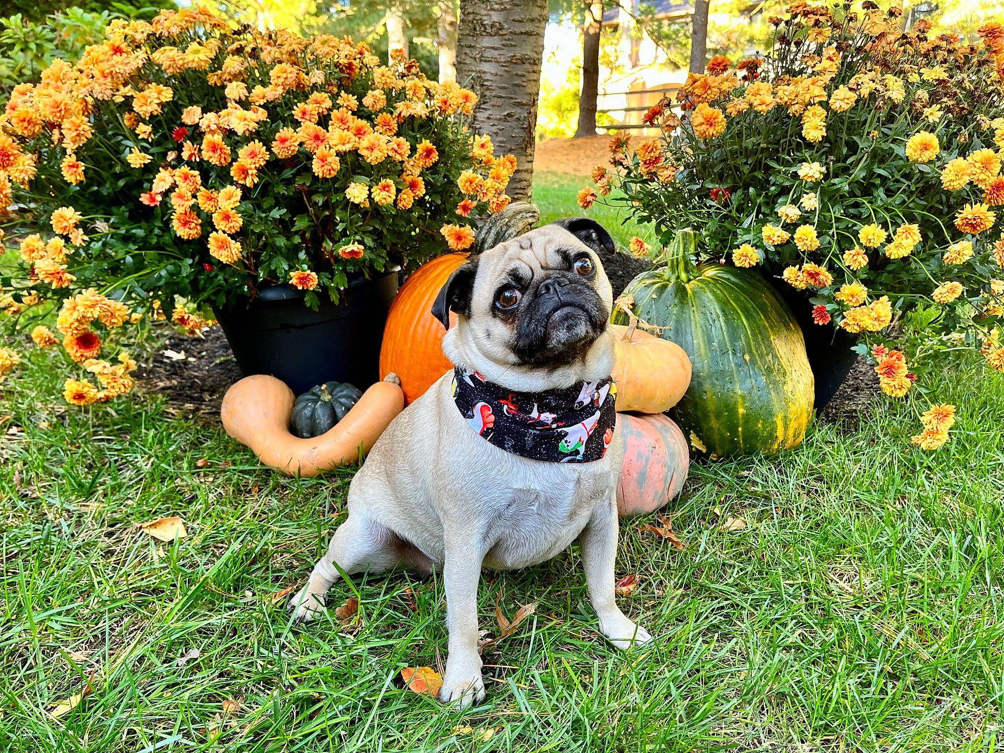 Rey is registered to the contest to win money with this photo: annual_plant, botany, carnivore, companion_dog, dog, dog_breed, fawn, flower, flowerpot, garden, grass, groundcover, lawn, leaf, plant, pug, shrub, toy_dog, tree, working_animal