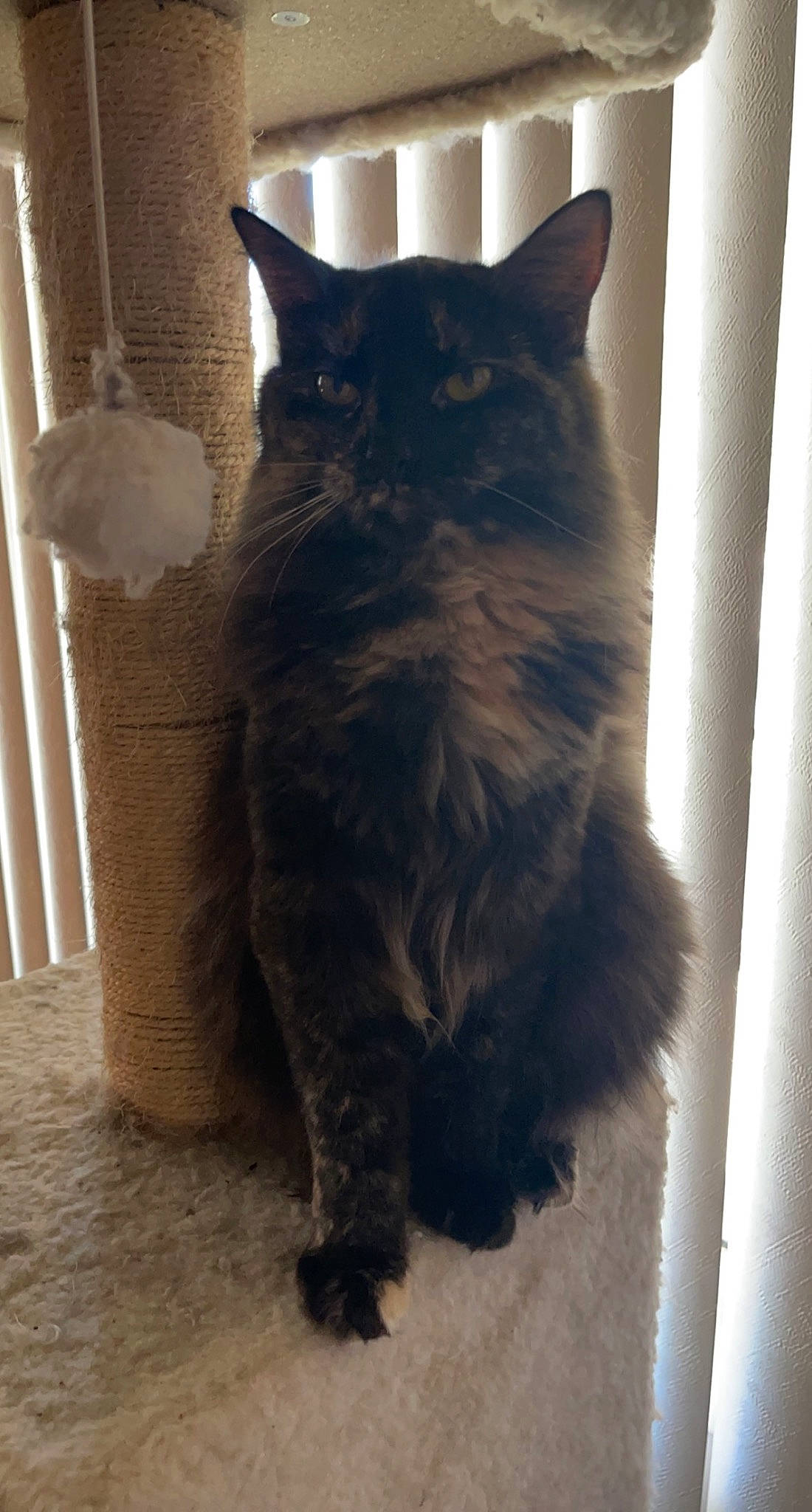 Cow joined the competition — help win amazing prizes! black_cat, box, carnivore, cat, domestic_short_haired_cat, eye, fawn, felidae, flooring, fur, grey, hardwood, iris, small_to_medium_sized_cats, snout, tail, terrestrial_animal, whiskers, window, wood