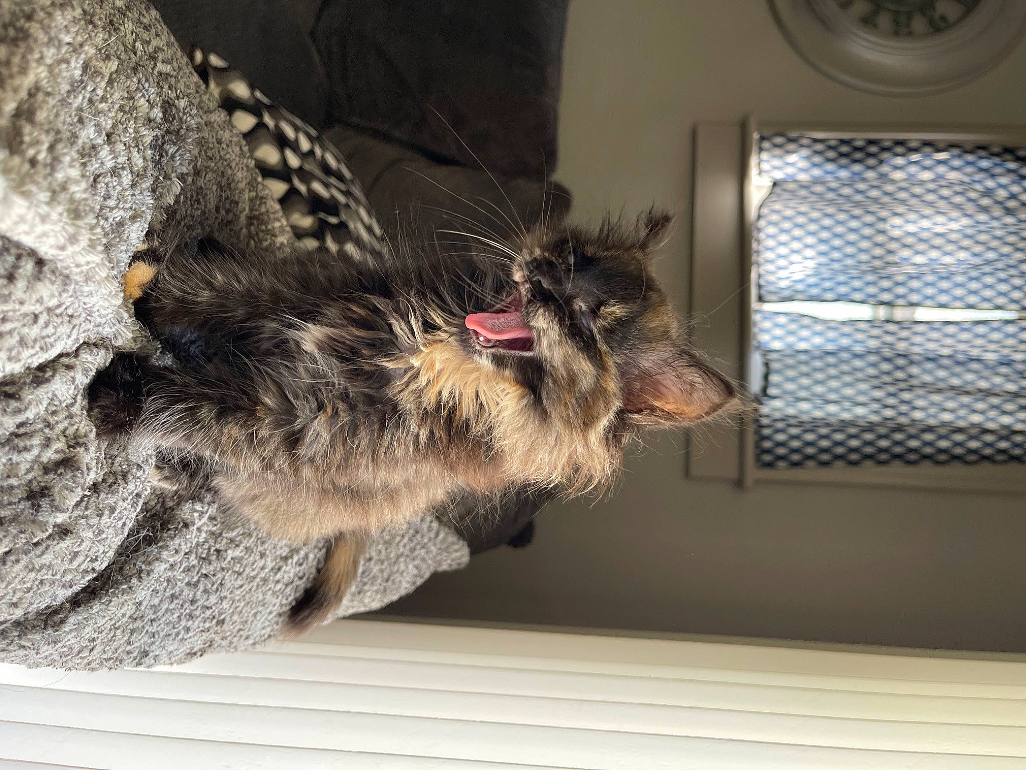 Cow is registered to the contest to win money with this photo: canidae, carnivore, cat, claw, collar, dog_breed, domestic_short_haired_cat, felidae, fur, paw, small_to_medium_sized_cats, sporting_group, tail, whiskers, window, wood