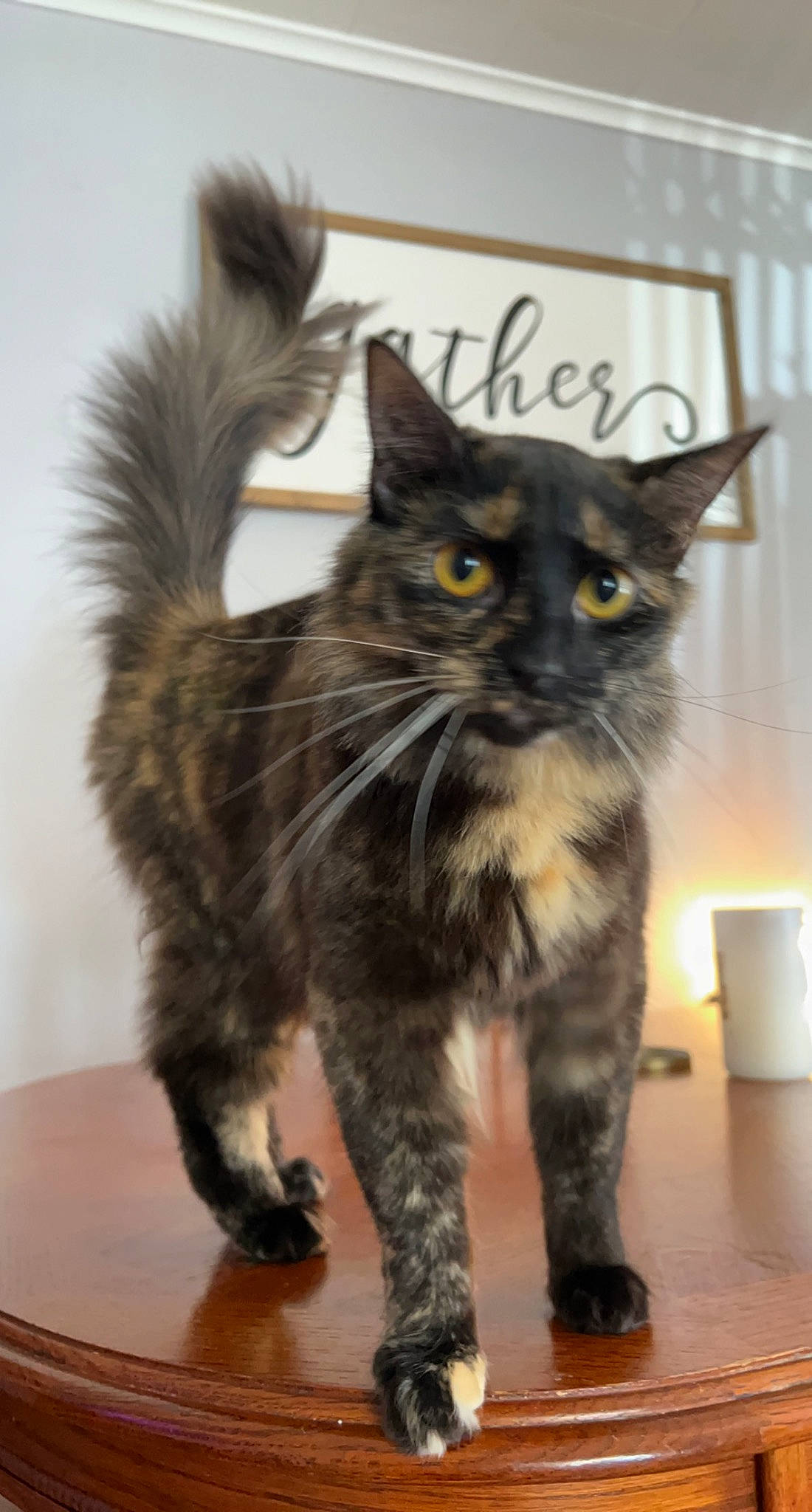 Cow joined the competition — help win amazing prizes! black_cat, carnivore, cat, claw, domestic_short_haired_cat, fawn, felidae, flooring, fur, paw, small_to_medium_sized_cats, table, tail, terrestrial_animal, whiskers