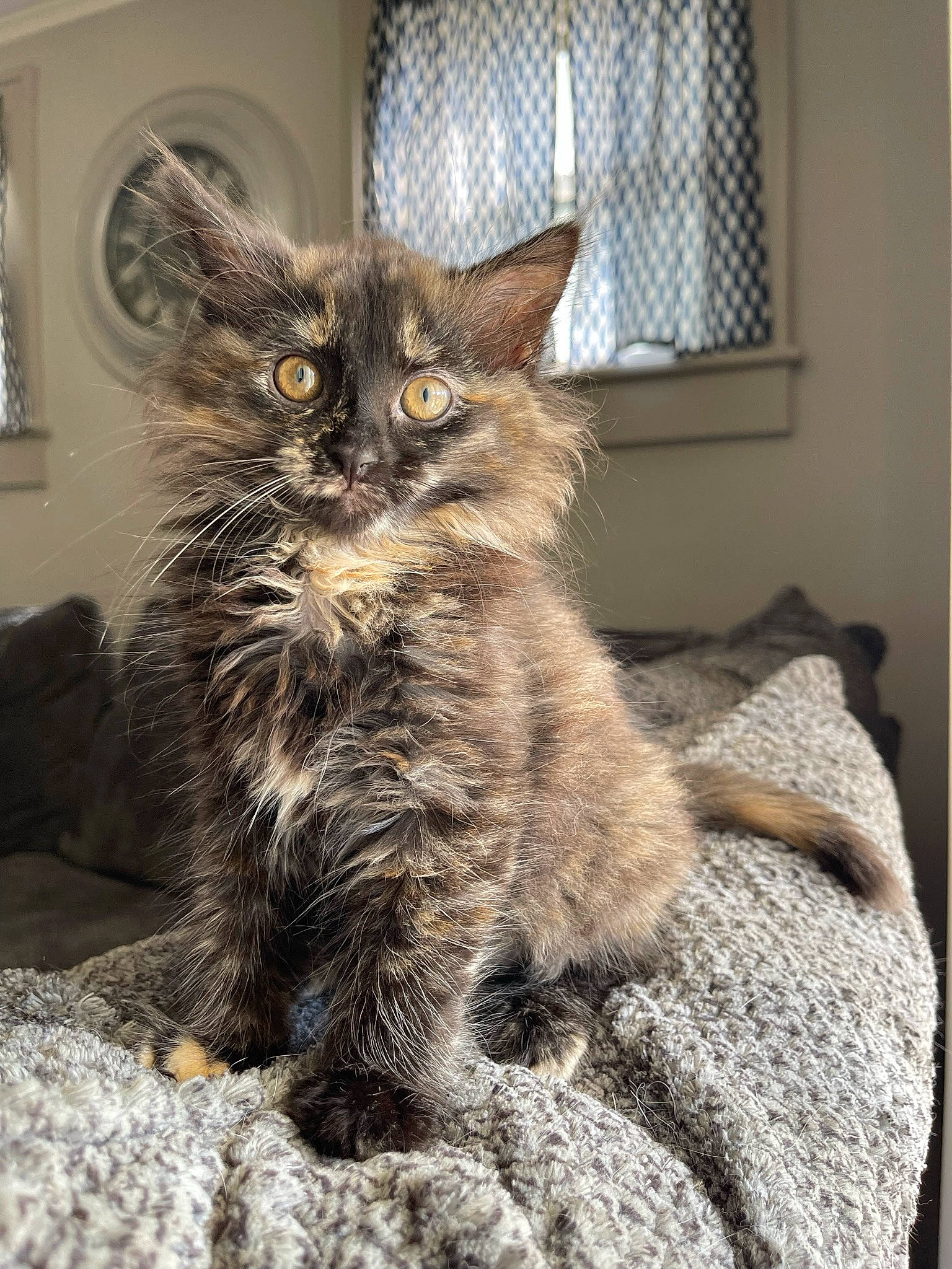 Cow joined the competition — help win amazing prizes! carnivore, cat, claw, comfort, domestic_short_haired_cat, felidae, fur, grey, paw, picture_frame, sitting, small_to_medium_sized_cats, snout, tail, terrestrial_animal, whiskers, window