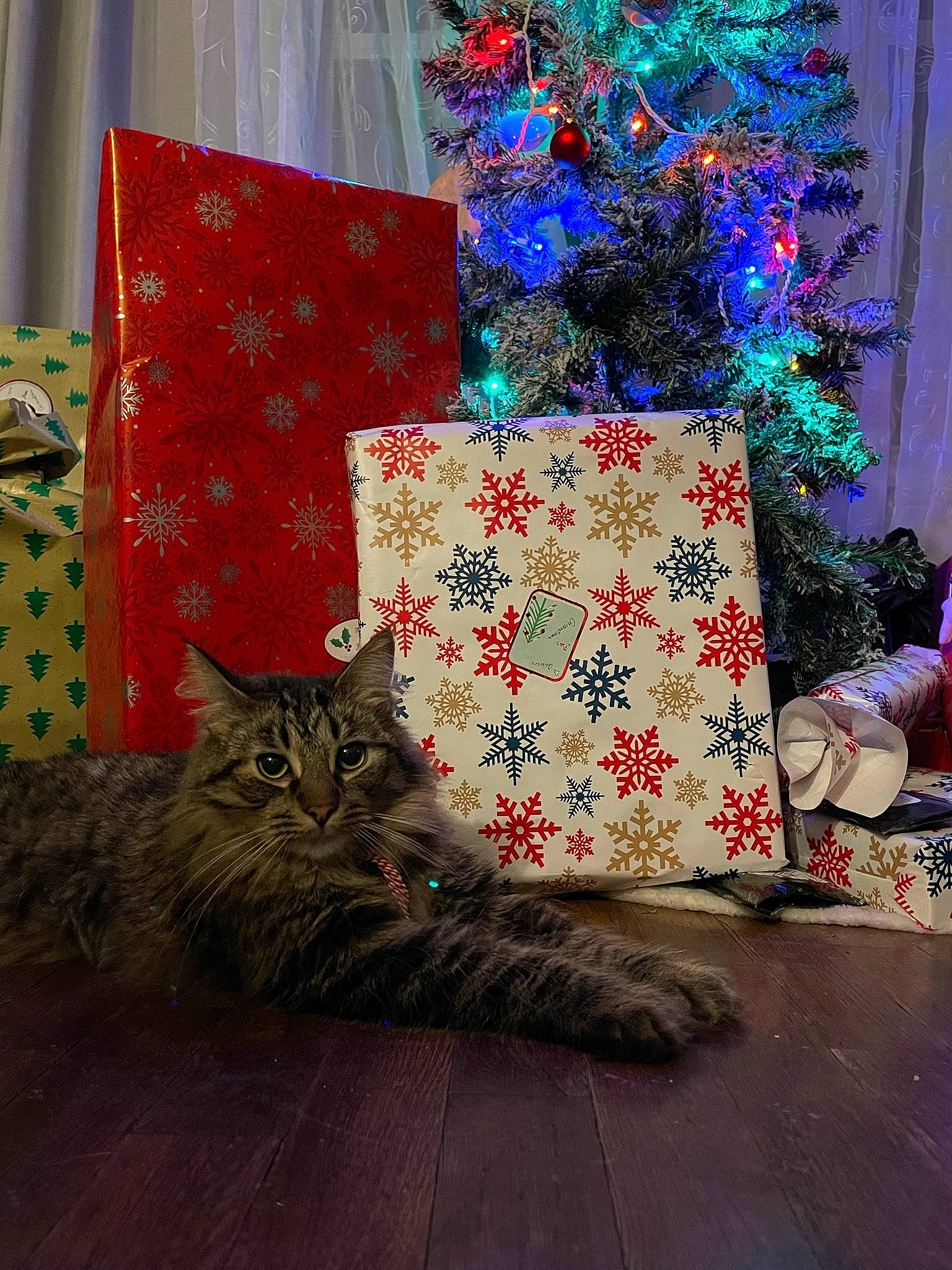 Finn joined the competition — help win amazing prizes! carnivore, cat, christmas_decoration, christmas_ornament, christmas_tree, comfort, decoration, event, felidae, house, linens, living_room, pattern, plant, room, small_to_medium_sized_cats, textile, tree, whiskers, wood