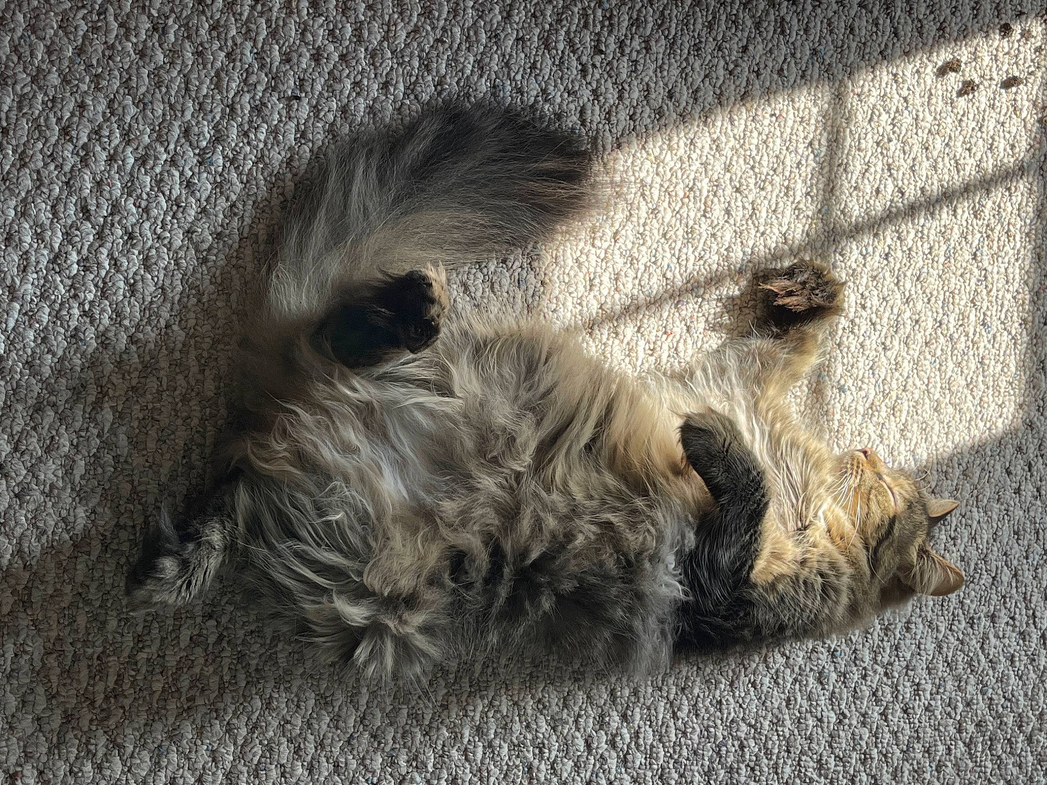 Finn is registered to the contest to win money with this photo: asphalt, canidae, claw, dog_breed, domestic_short_haired_cat, felidae, flooring, fur, grey, monochrome_photography, paw, road_surface, shadow, small_to_medium_sized_cats, snout, sporting_group, tail, terrestrial_animal, whiskers, wildlife