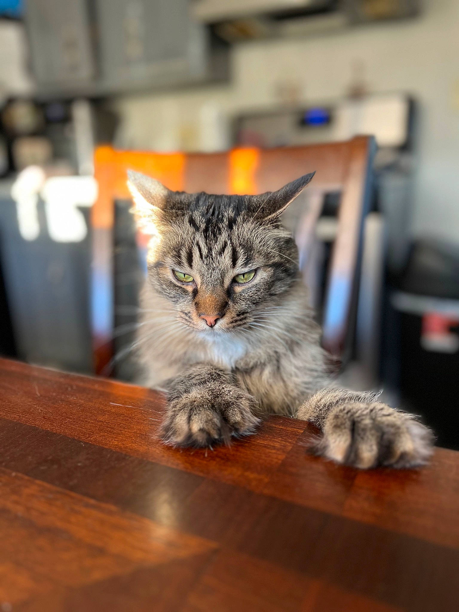 Finn is registered to the contest to win money with this photo: carnivore, cat, claw, domestic_short_haired_cat, felidae, floor, flooring, fur, grey, hardwood, paw, plant, small_to_medium_sized_cats, snout, tail, tree, whiskers, wildlife, wood, wood_stain