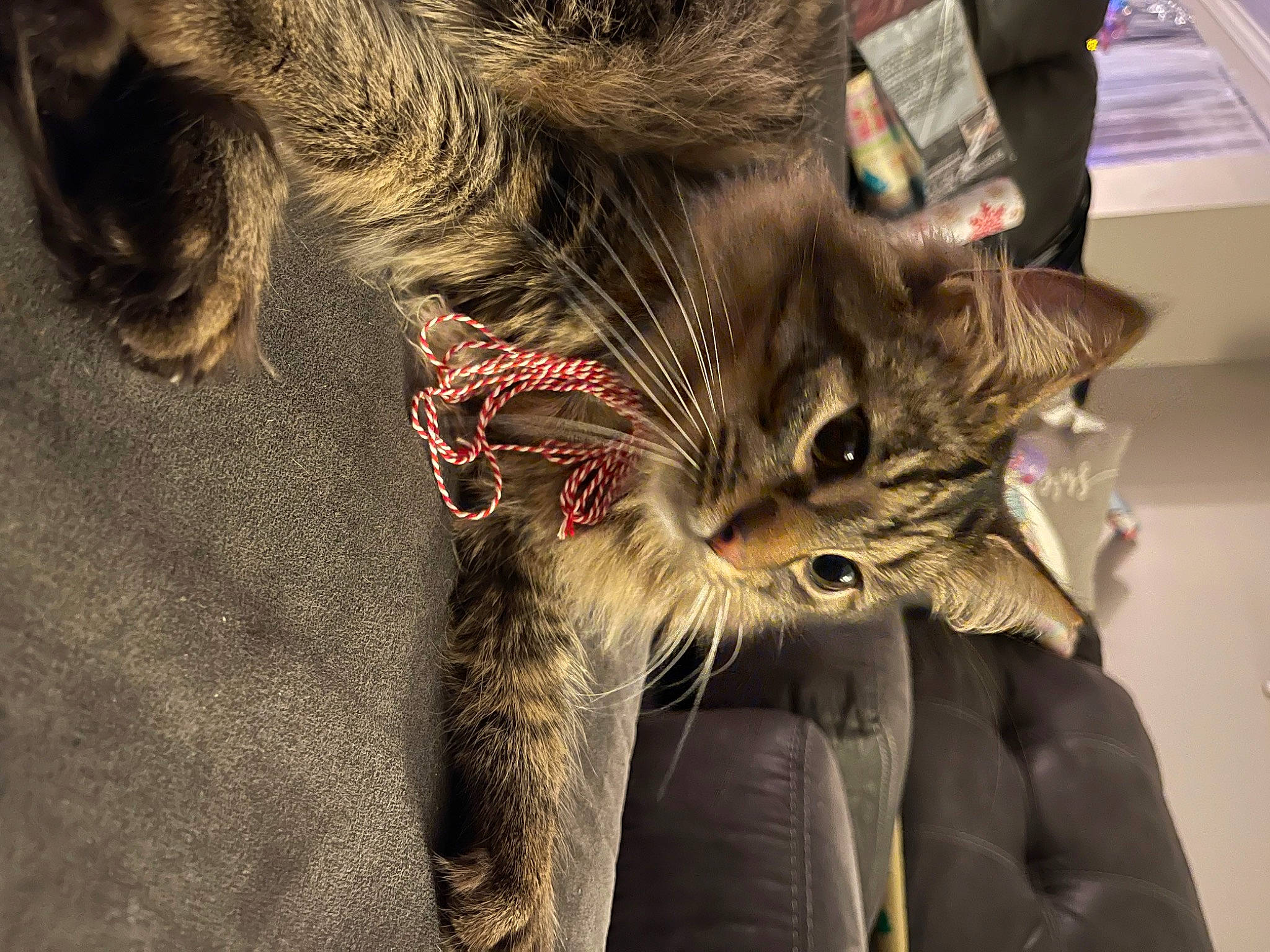 Finn is registered to the contest to win money with this photo: carnivore, cat, claw, comfort, domestic_short_haired_cat, felidae, foot, fur, paw, small_to_medium_sized_cats, snout, tail, tree, whiskers, wildlife