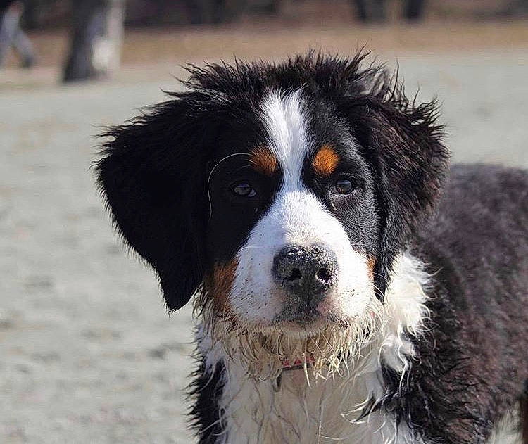 Oliana participe au concours pour gagner de l'argent avec cette photo : ancient_dog_breeds, appenzeller_sennenhund, australian_collie, bernese_mountain_dog, canidae, carnivore, companion_dog, dog, dog_breed, english_shepherd, greater_swiss_mountain_dog, livestock_guardian_dog, mammal, rare_breed_dog, snout, sporting_group, tornjak, vertebrate, working_dog