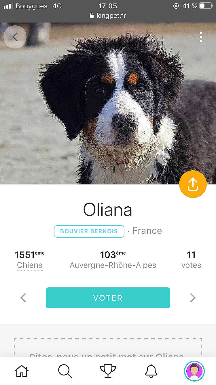 Oliana participe au concours pour gagner de l'argent avec cette photo : australian_shepherd, bernese_mountain_dog, canidae, carnivore, companion_dog, dog, dog_breed, mammal, rare_breed_dog, vertebrate, working_dog
