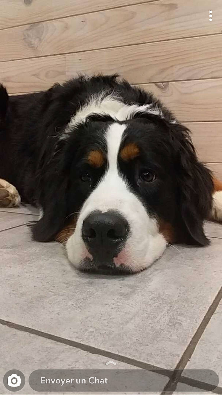 Oliana a rejoint le concours — aidez-le/la à gagner de superbes lots ! bernese_mountain_dog, canidae, carnivore, companion_dog, dog, dog_breed, english_shepherd, giant_dog_breed, greater_swiss_mountain_dog, mammal, moscow_watchdog, nose, pyrenean_mastiff, rare_breed_dog, snout, sporting_group, st_bernard, tornjak, vertebrate, working_dog
