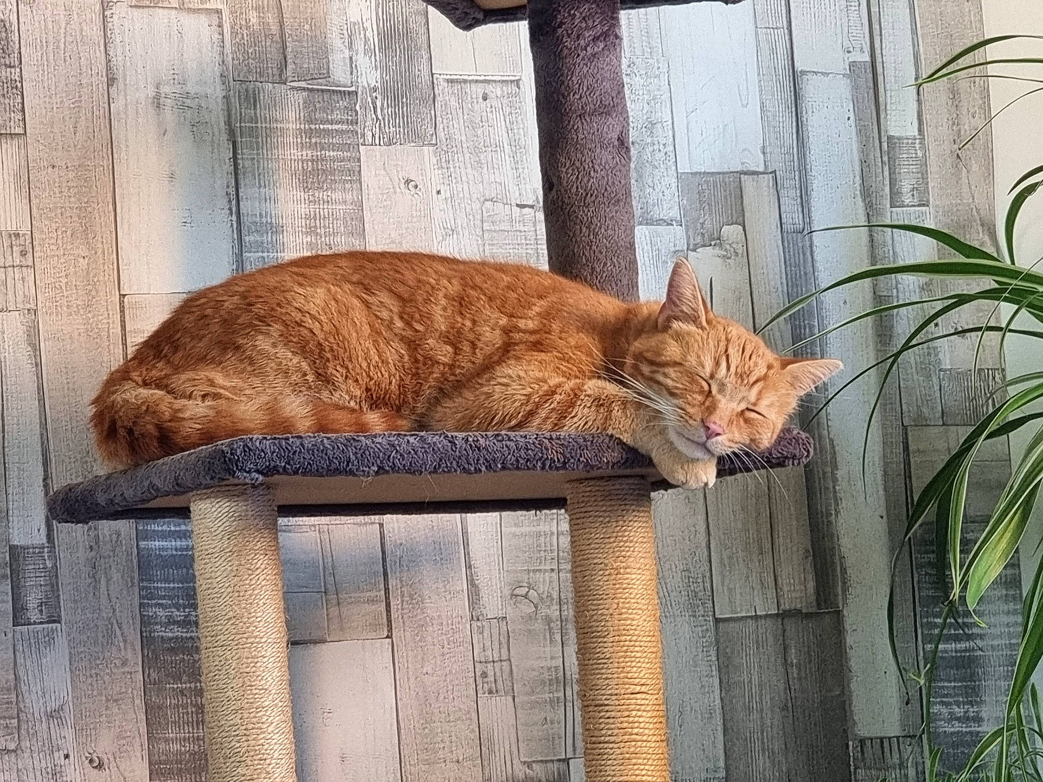 Caramel participe au concours pour gagner de l'argent avec cette photo : art, carnivore, cat, domestic_short_haired_cat, facade, fawn, felidae, fur, mammal, metal, plant, small_to_medium_sized_cats, snout, tail, terrestrial_animal, tints_and_shades, trunk, whiskers, window, wood