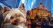 Loïs a rejoint le concours — aidez-le/la à gagner de superbes lots ! dog, small_dog, yorkshire_terrier, pet, curled_up, blanket, blue_blanket, couch, indoor, resting, fur, ears, face, animal, domestic_animal, looking_back, background, scenic, castle, colorful