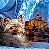 dog, small_dog, yorkshire_terrier, pet, curled_up, blanket, blue_blanket, couch, indoor, resting, fur, ears, face, animal, domestic_animal, looking_back, background, scenic, castle, colorful
