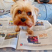 Loïs participe au concours pour gagner de l'argent avec cette photo : dog, newspaper, couch, person, tablet, blanket, indoor, fur, pet, reading, curious, brown, small_dog, cozy, home, relaxing, blue, orange, white, carpet