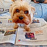dog, newspaper, couch, person, tablet, blanket, indoor, fur, pet, reading, curious, brown, small_dog, cozy, home, relaxing, blue, orange, white, carpet