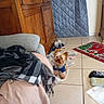 Loïs participe au concours pour gagner de l'argent avec cette photo : blanket, blanket_on_sofa, blue_clothing, christmas_rug, cozy, curious, dog, floor, fur, home, indoor, living_room, pet, quilted_door_cover, remote_control, rug, slippers, small_dog, tile_floor, wooden_cabinet