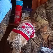 Loïs a rejoint le concours — aidez-le/la à gagner de superbes lots ! animal, back_view, blanket, blue_cloth, container, couch, cozy, dog, domestic, fur, furniture, household, indoor, living_room, patterned_fabric, pet, small_dog, sweater, tail, wooden_shelf