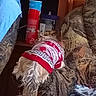 animal, back_view, blanket, blue_cloth, container, couch, cozy, dog, domestic, fur, furniture, household, indoor, living_room, patterned_fabric, pet, small_dog, sweater, tail, wooden_shelf