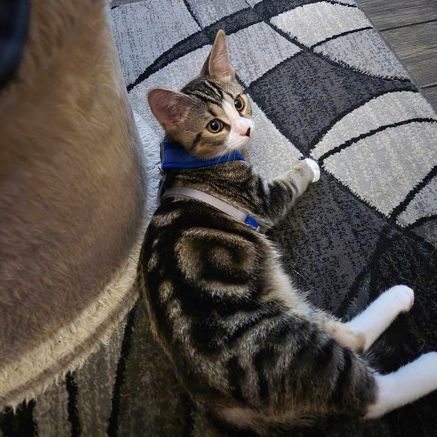Kovu joined the competition — help win amazing prizes! cat, tabby, pet, indoor, rug, patterned_rug, fur, whiskers, ears, curious, looking_back, floor, domestic_animal, animal, relaxed, feline, collar, paws, wooden_floor, cozy