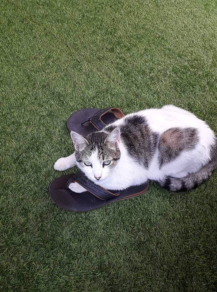 Mignon a rejoint le concours — aidez-le/la à gagner de superbes lots ! asphalt, canidae, carnivore, cat, companion_dog, dog_breed, domestic_short_haired_cat, felidae, foot, fur, grass, groundcover, paw, plant, sitting, small_to_medium_sized_cats, sporting_group, tail, whiskers, wildlife