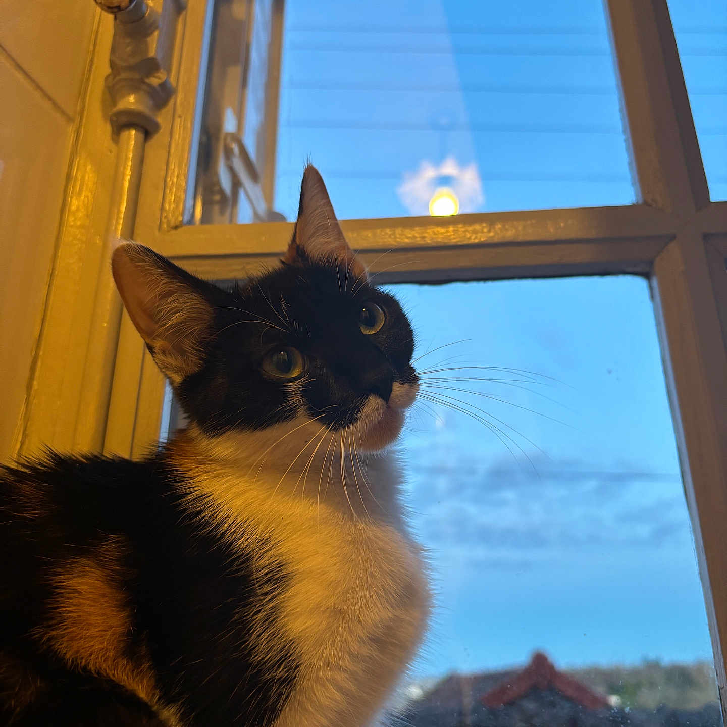 Catcat