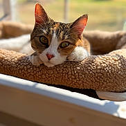 Carrot is registered to the contest to win money with this photo: animal, bed, blurred_background, cat, closeup, cozy, curious, cute, ears, feline, fluffy, indoor, pet, relaxed, resting, sleepy, sunlight, tabby, whiskers, window