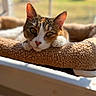 animal, bed, blurred_background, cat, closeup, cozy, curious, cute, ears, feline, fluffy, indoor, pet, relaxed, resting, sleepy, sunlight, tabby, whiskers, window