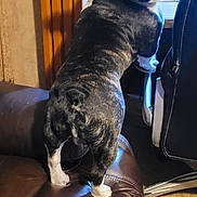 Gordo joined the competition — help win amazing prizes! dog, french_bulldog, brindle, pet, indoor, leather_couch, carpet, curious, looking_back, fur, ears, tail, home, furniture, animal, canine, living_room, collar, seat, domestic