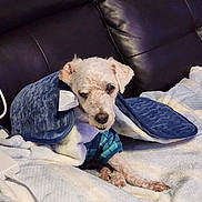 Joey joined the competition — help win amazing prizes! dog, blanket, couch, pet, fur, indoor, paw, leather, comfort, resting, cozy, plaid, white, blue, cute, animal, relaxing, small_dog, fur_texture, one_eye_closed