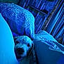 Joey joined the competition — help win amazing prizes! dog, blanket, bed, pillow, curtain, wooden_wall, indoor, cozy, sleepy, pet, fur, resting, blue_light, soft_texture, comfort, warm, relaxation, snuggle, animal, domestic