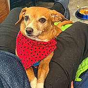 Wilson is registered to the contest to win money with this photo: bandana, black_nose, brown_dog, brown_fur, close_up, cute, dark_eyes, dog, floppy_ears, food_bowl, front_legs, home, human_legs, indoors, lying_down, paw_prints, pet, portrait, red_bandana, sitting