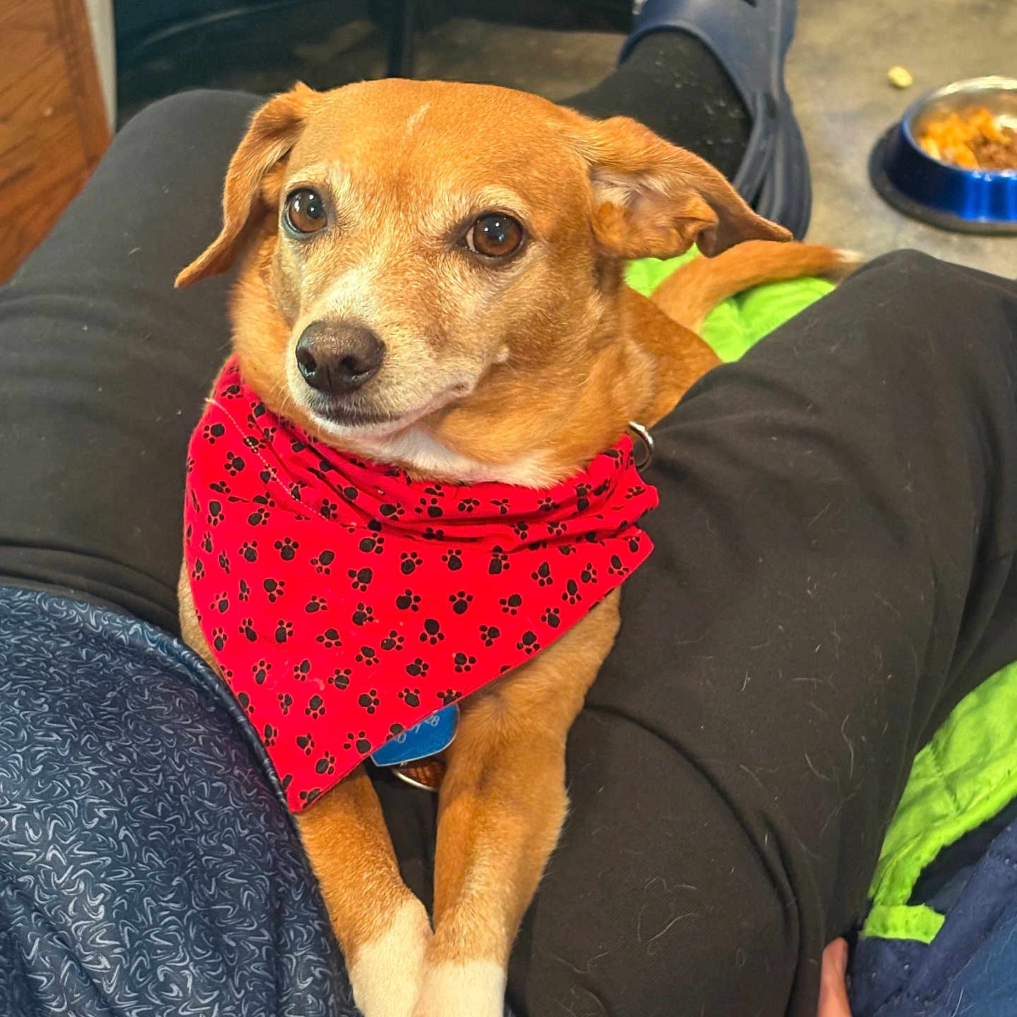 Wilson is registered to the contest to win money with this photo: bandana, black_nose, brown_dog, brown_fur, close_up, cute, dark_eyes, dog, floppy_ears, food_bowl, front_legs, home, human_legs, indoors, lying_down, paw_prints, pet, portrait, red_bandana, sitting