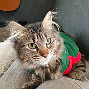 Ivy is registered to the contest to win money with this photo: animal, cat, close_up, couch, cozy, cute, domestic_animal, ears, furniture, furry, green_eyes, guitar, home, indoor, pet, portrait, relaxed, sweater, tabby_cat, whiskers