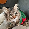 animal, cat, close_up, couch, cozy, cute, domestic_animal, ears, furniture, furry, green_eyes, guitar, home, indoor, pet, portrait, relaxed, sweater, tabby_cat, whiskers