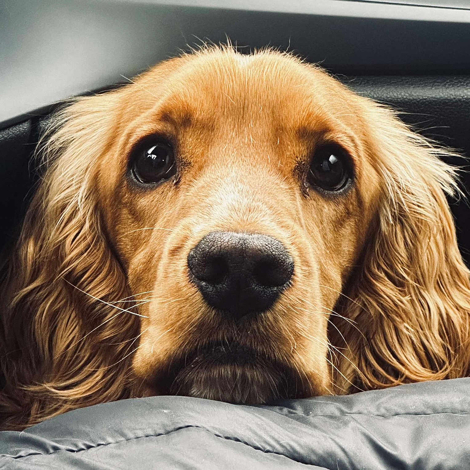 Marley participe au concours pour gagner de l'argent avec cette photo : animal, canine, cockerspaniel, dog, goldenretriever, hound, papillon, pet, puppy, snout, terrier