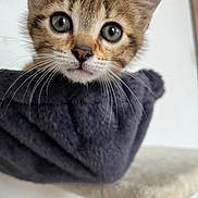 Nala participe au concours pour gagner de l'argent avec cette photo : cat, kitten, animal, pet, feline, close_up, portrait, face, eyes, whiskers, ears, fur, tabby, brown, gray, blanket, wrapped, indoors, cute, photography