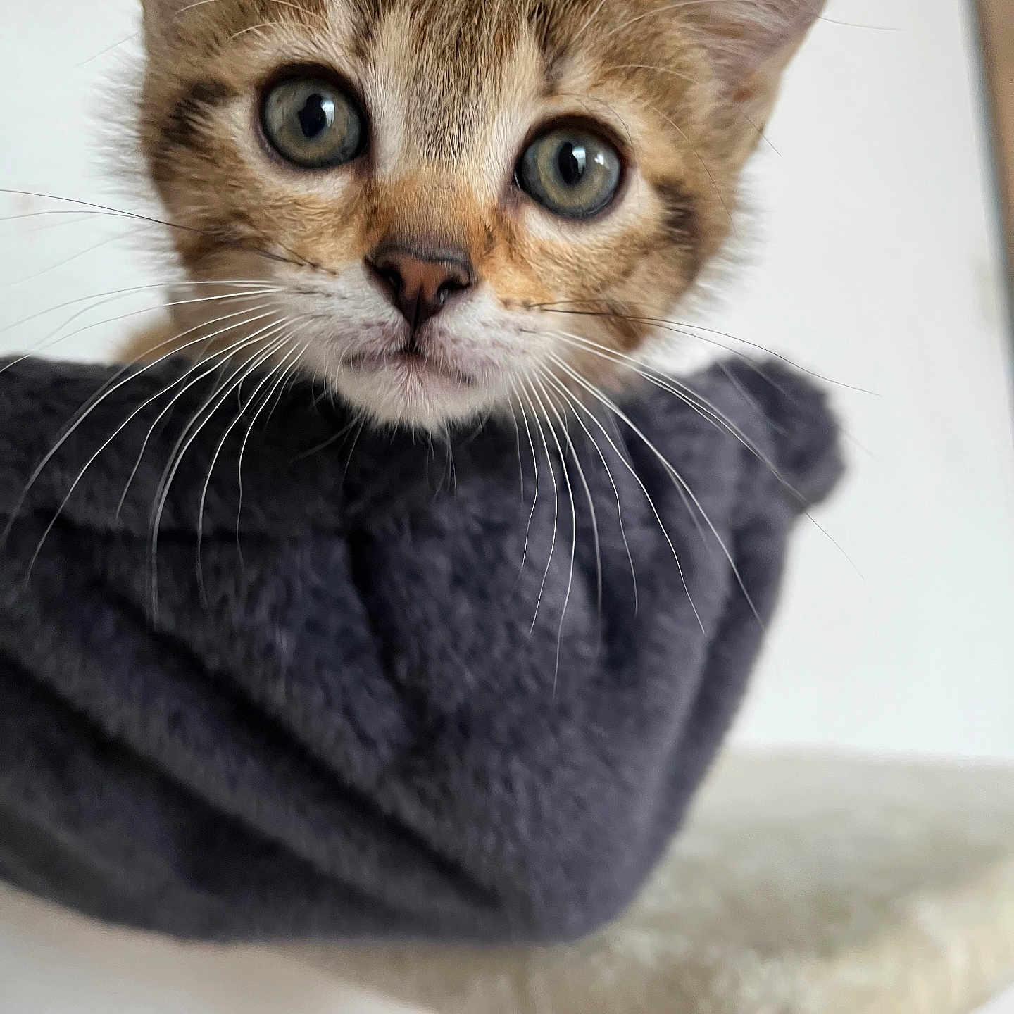 Nala participe au concours pour gagner de l'argent avec cette photo : cat, kitten, animal, pet, feline, close_up, portrait, face, eyes, whiskers, ears, fur, tabby, brown, gray, blanket, wrapped, indoors, cute, photography