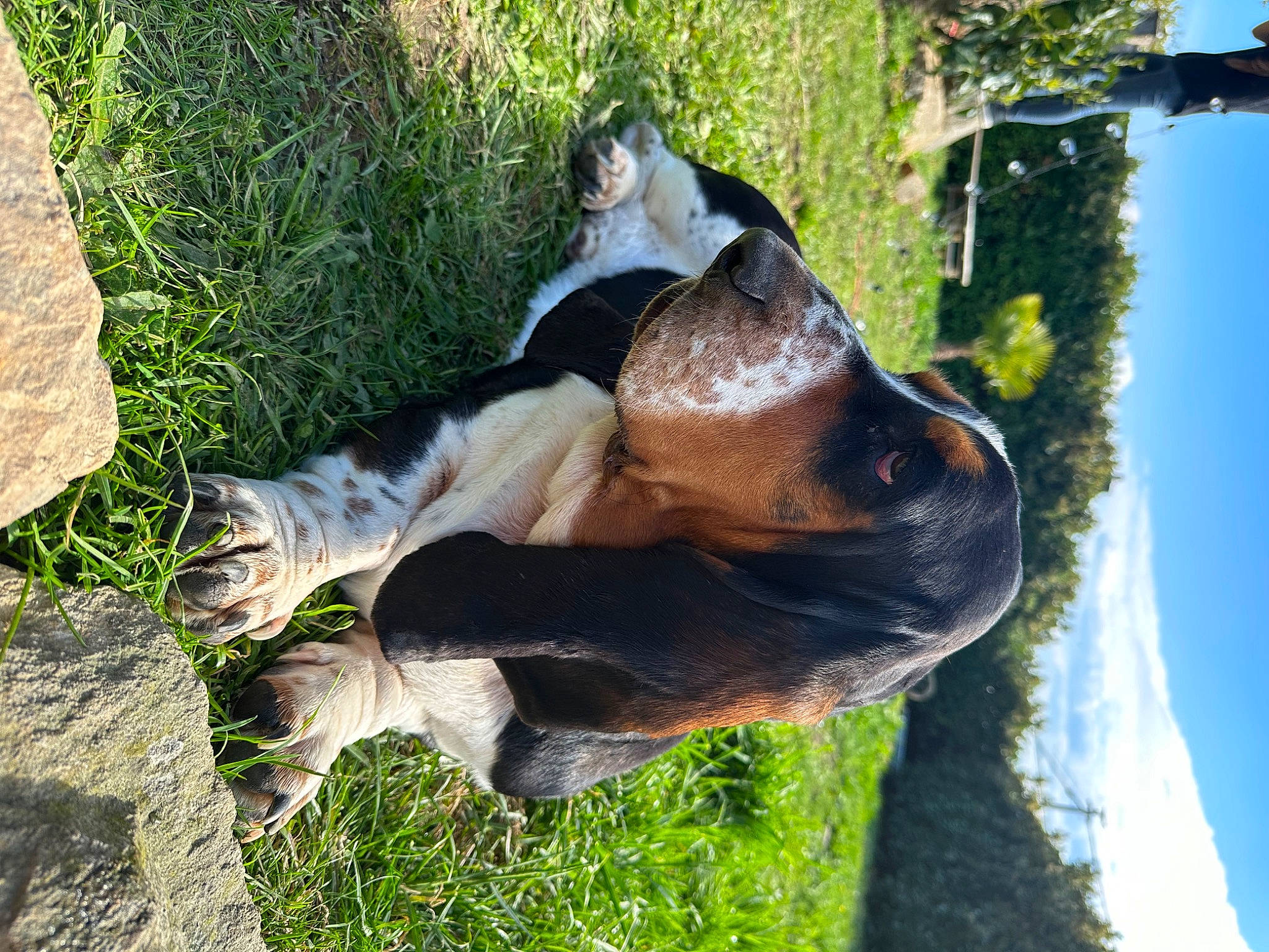 Simba participe au concours pour gagner de l'argent avec cette photo : bovine, canidae, carnivore, dog_breed, fawn, grass, livestock, pack_animal, plant, sky, snout, sporting_group, stallion, tail, terrestrial_animal, tree, trunk, wildlife, wood, working_animal