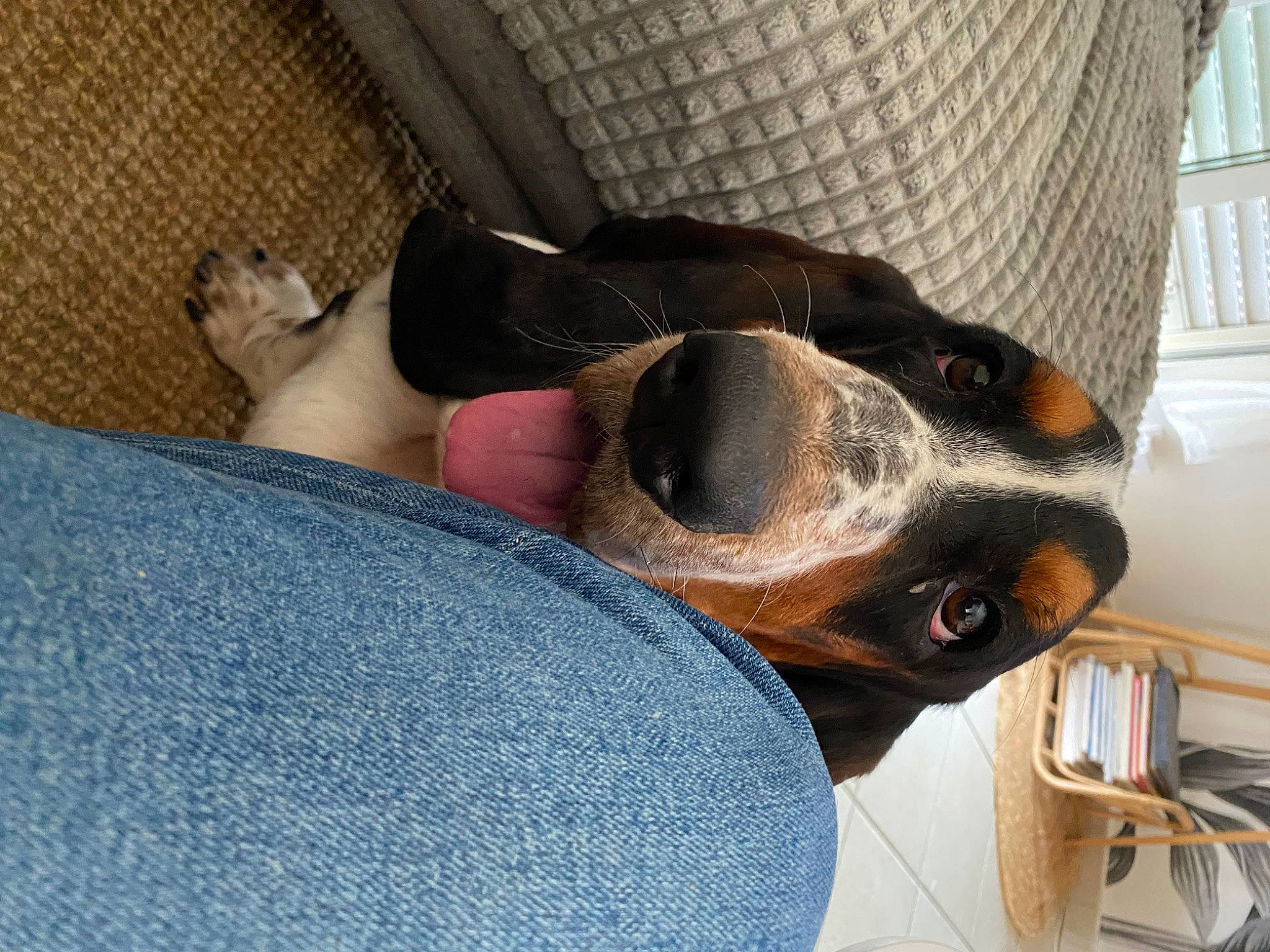 Simba participe au concours pour gagner de l'argent avec cette photo : carnivore, collar, comfort, companion_dog, curtain, dog, dog_breed, ear, fawn, foot, human_leg, mammal, snout, sporting_group, thigh, vertebrate, window, window_blind, working_animal, wrist