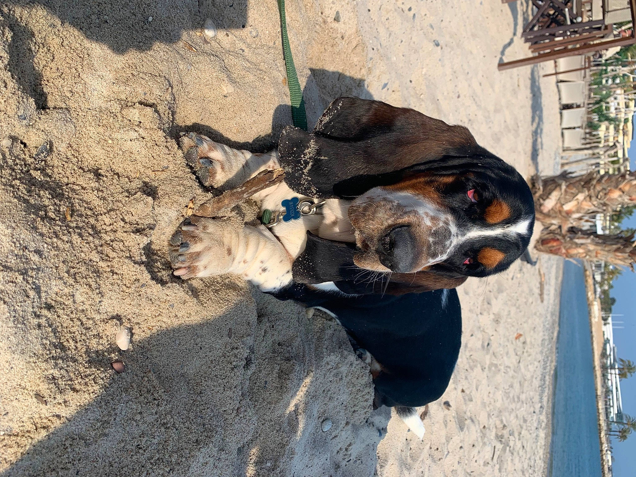 Simba a rejoint le concours — aidez-le/la à gagner de superbes lots ! auto_part, building, canidae, carnivore, concrete, dog, dog_breed, fawn, landscape, plant, shadow, sky, soil, sporting_group, vehicle, window, wood, working_animal
