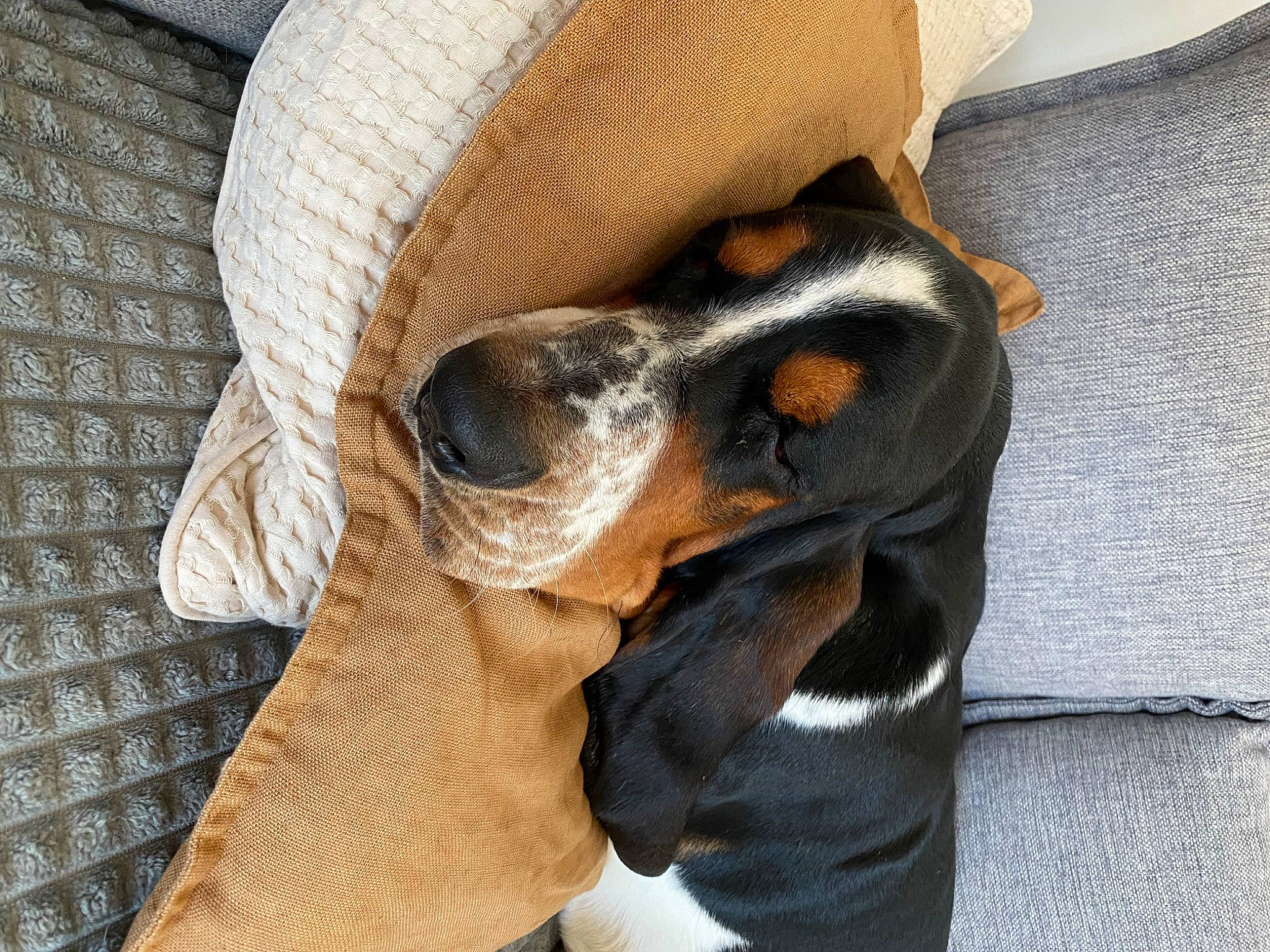 Simba a rejoint le concours — aidez-le/la à gagner de superbes lots ! canidae, carnivore, comfort, companion_dog, dog, dog_breed, foot, gesture, guard_dog, hat, hound, paw, pinscher, sporting_group, sunglasses, terrestrial_animal, toy_dog, whiskers, working_animal, working_dog